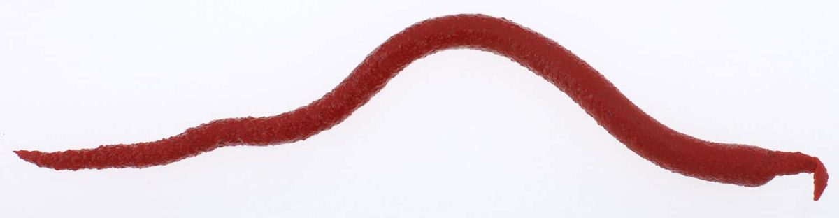 Berkley Gulp! Saltwater Bloodworms Bloody