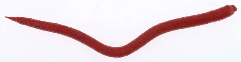 Berkley Gulp! Saltwater Bloodworms Bloody Iridescent - GEBW Bloody Iridescent