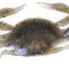 Berkley Gulp! Saltwater Peeler Crab Molting - GSPC2-MLT