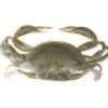 Berkley Gulp! Saltwater Peeler Crab - Natural Peeler 1in