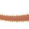 Berkley Gulp! Saltwater Sandworm - 6in - Natural