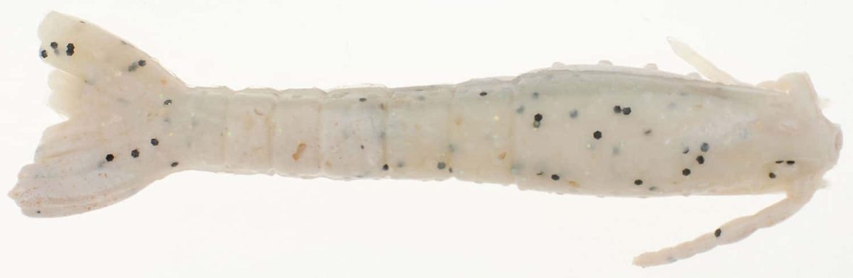 Berkley Gulp! Saltwater Shrimp - 4in - Sugar and Spice