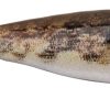 Berkley Powerbait The Champ Minnow - HD Round Goby