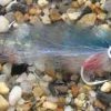 Enrico Puglisi Peanut Butter Blueback Herring #3/0 5" Saltwater Fly