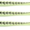 FishLab Mad Eel Replacement Tails - 7in - Green Glow