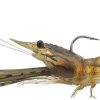 LIVETARGET Fleeing Shrimp - 2-3/4in - Brown Shrimp