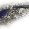 Point Jude Black Knight Lures Po-Jee