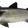 Savage Gear Pulse Tail Mullet FS LT Swimbait - 6in - Silver Mullet