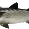 Savage Gear Pulse Tail Mullet LT Swimbait - 8in - Silver Mullet