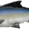 Savage Gear Pulse Tail Shiner LB Swimbait - 4in - Sexy Shad