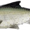 Savage Gear Pulse Tail Shiner LT Swimbait - Green Back