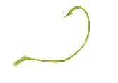 Sea Striker Snelled Hook - S409C-2/0