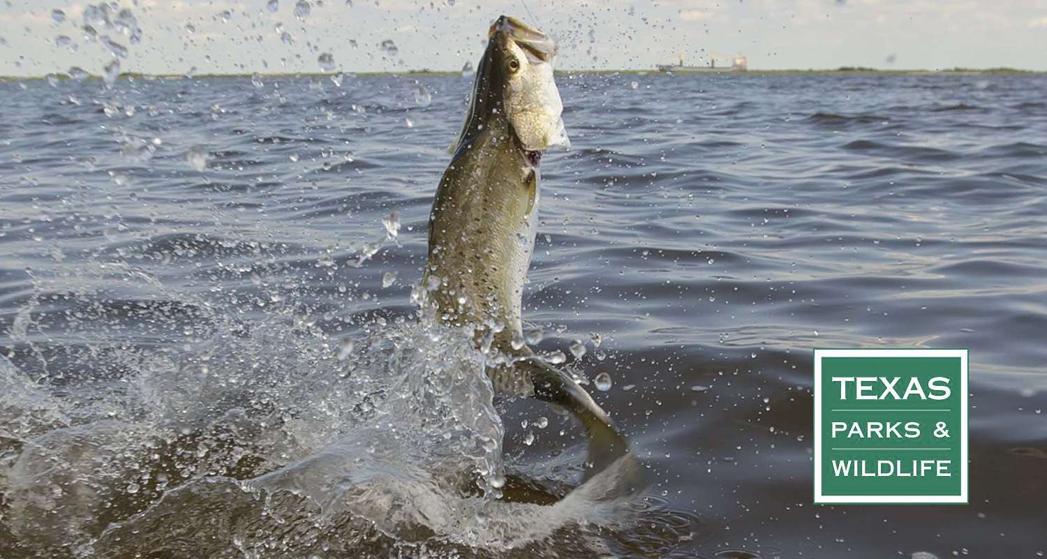 Gulf Coast Texas Fishing Report by TPWD