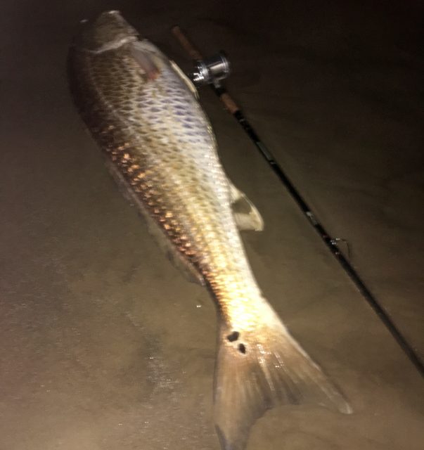 Bull Redfish - 40IN and 36LB - Galveston, Texas