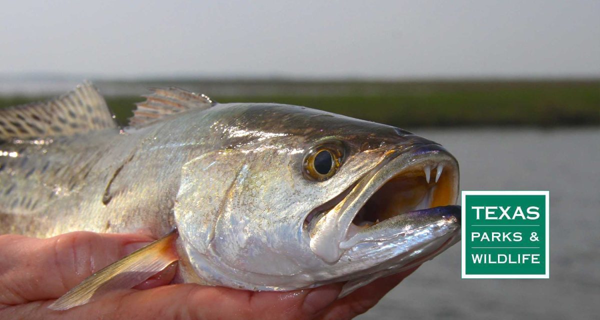 Gulf Coast Texas Fishing Report Tpwd 666.jpg